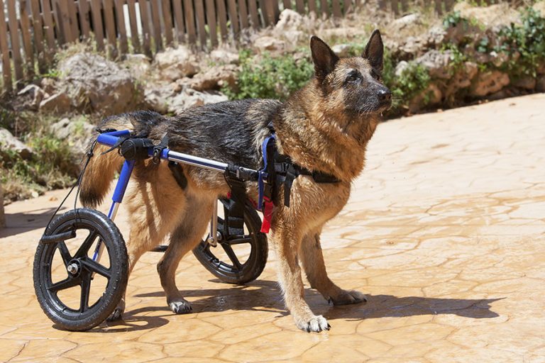 Dog showing hind leg weakness, a common early sign of degenerative myelopathy in dogs