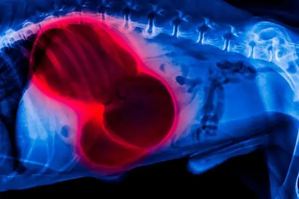 X-ray image showing severe gastric dilatation-volvulus (bloat) in a dog, a life-threatening emergency common in large, active Colorado dogs