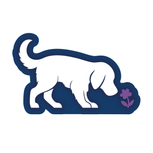 Dog fitness & training services in Boulder. Enhance your dog's health with group exercises & personal training.