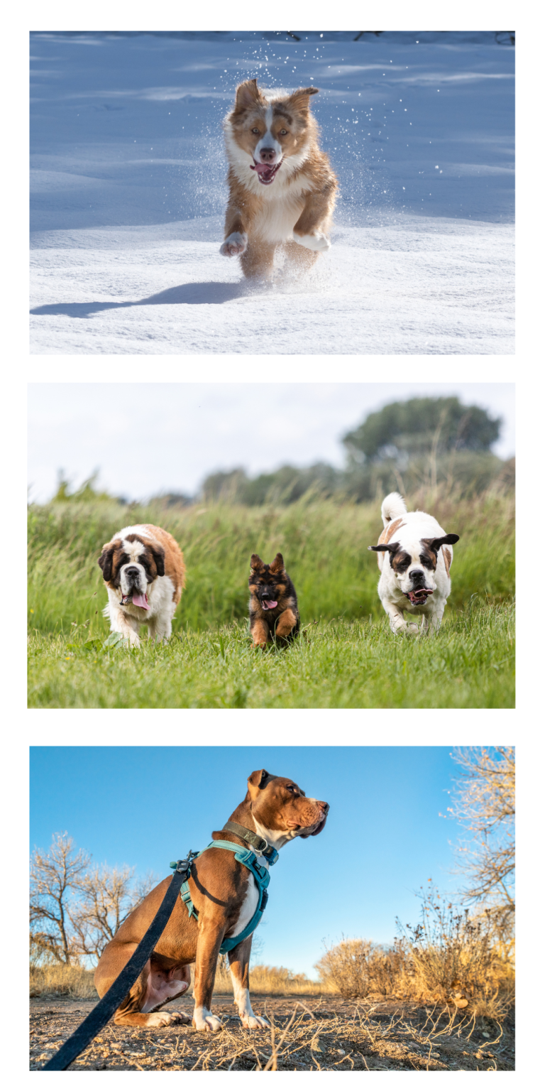 Playful dogs running in snow, enjoying exercise and fun with Healthy Hounds Fitness Club LLC.