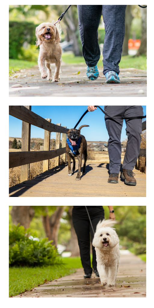 Dog walking with bond, outdoor exercise, pet fitness, Boulder dog training, healthy dog walks.