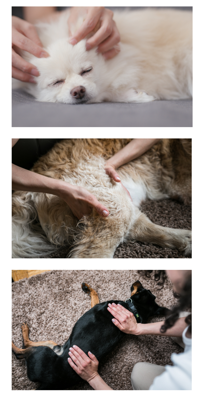 Professional dog massage for health and well-being.