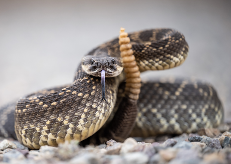 Western rattlesnake coiled in defensive posture, highlighting rattlesnake bite risk for dogs in Colorado