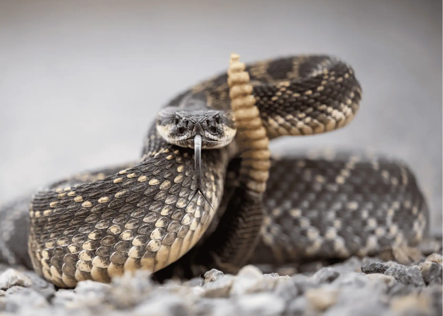 Western rattlesnake coiled in defensive posture, highlighting rattlesnake bite risk for dogs in Colorado