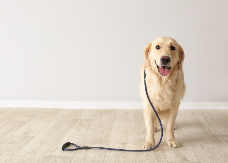 Friendly dog standing calmly with leash, representing professional dog walking services in Colorado