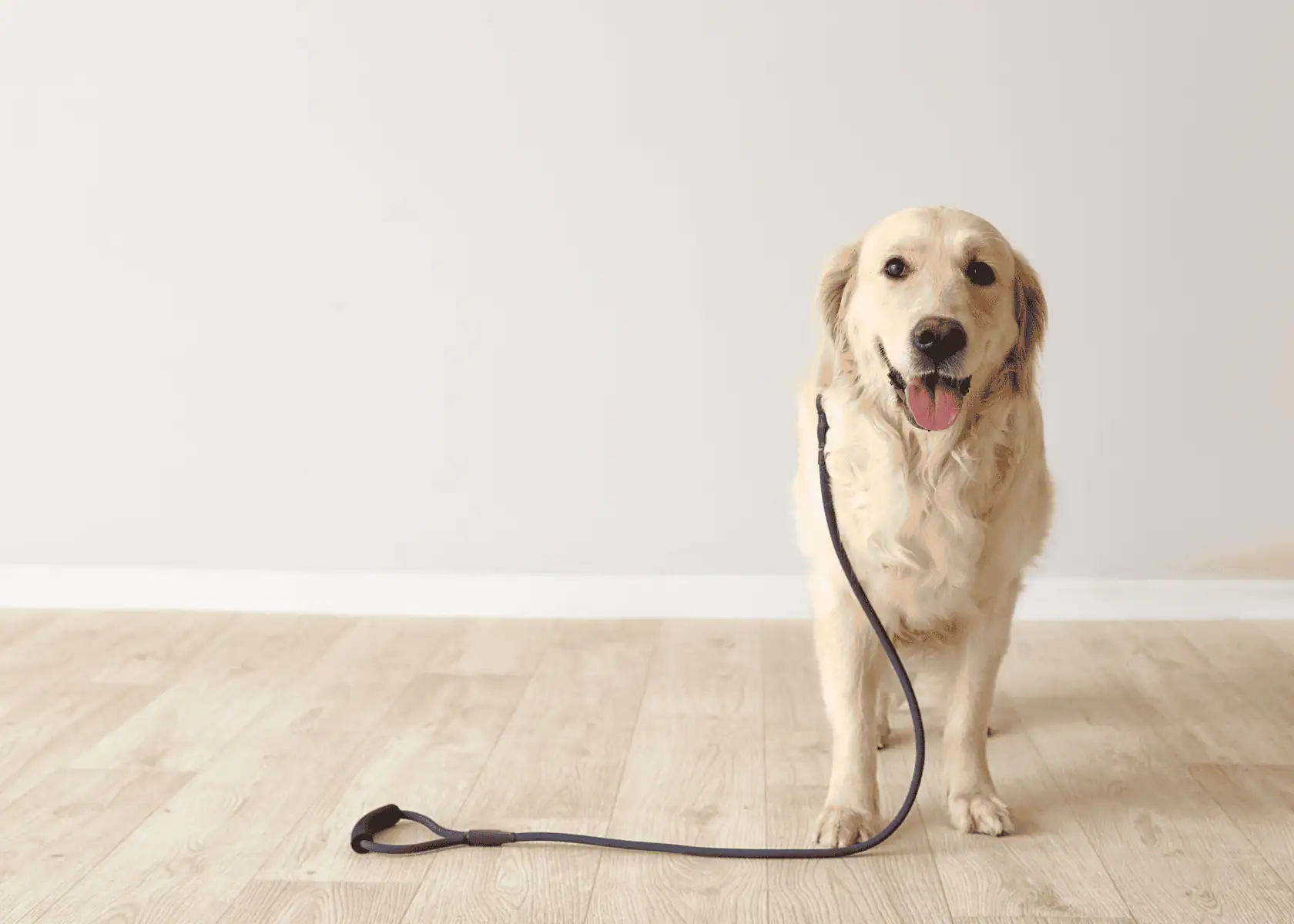 Friendly dog standing calmly with leash, representing professional dog walking services in Colorado