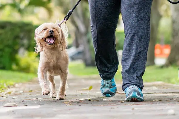 Structured dog walk on a paved path supporting active Colorado dogs’ daily movement