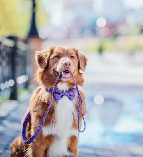 Key Benefits of Our Structured Dog Walks​ Arvada, Boulder, Broomfield, Louisville, Superior, and Westminster